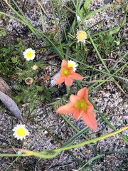 Moraea flaccida