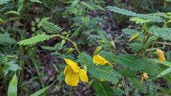 Chamaecrista