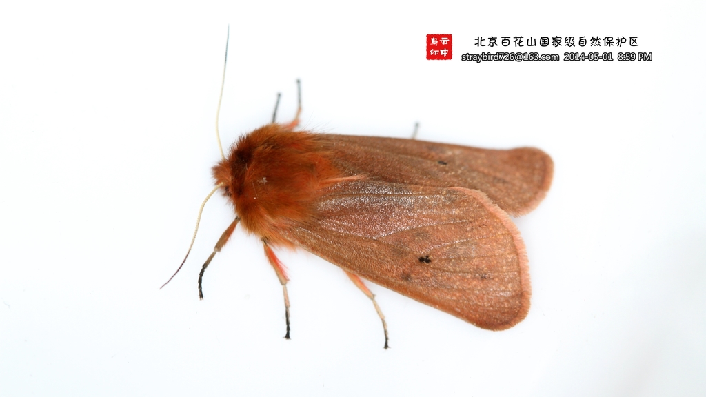Phragmatobia amurensis