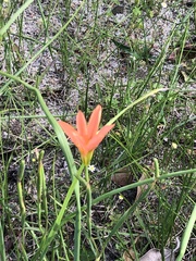 Moraea flaccida