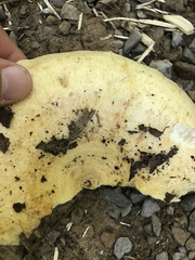 Lactarius psammicola