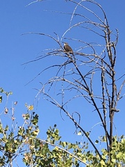 Toxostoma redivivum