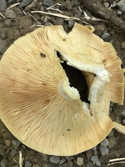 Lactarius psammicola