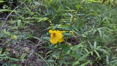 Chamaecrista