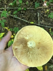 Lactifluus volemus