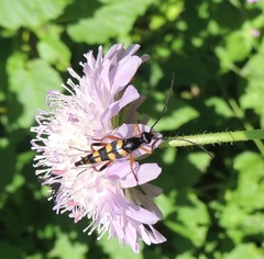 Strangalia attenuata