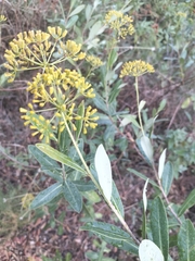 Bupleurum fruticosum