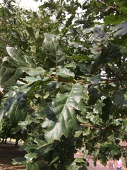 Quercus cerris