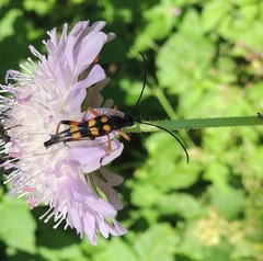 Strangalia attenuata