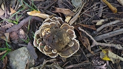 Fungi