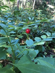 Streptopus lanceolatus