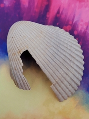 Dinocardium robustum