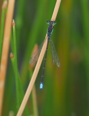 Ischnura denticollis