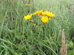 Hieracium