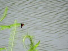 Limenitis archippus floridensis