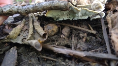 Fungi