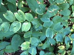 Streptopus lanceolatus