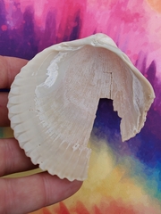 Dinocardium robustum