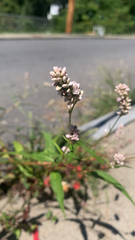 Persicaria pensylvanica