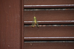Leucochrysa insularis