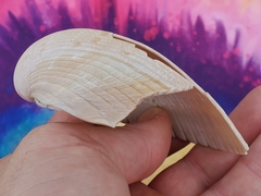 Dinocardium robustum