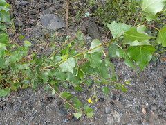 Populus nigra