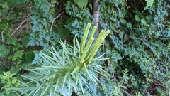 Lilium formosanum