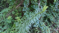 Lilium formosanum
