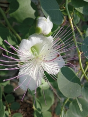 Capparis spinosa