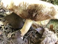 Lactifluus volemus
