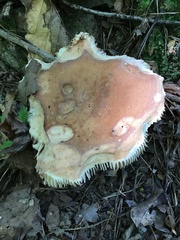Lactifluus volemus