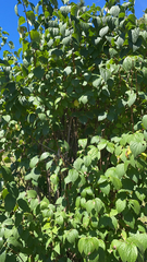Philadelphus coronarius