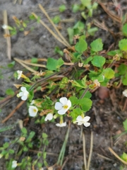Chaenostoma cordatum