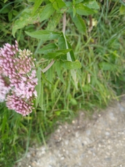 Eupatorium cannabinum