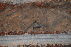 Tetanolita mynesalis