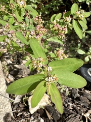 Euphorbia hypericifolia