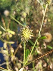Dipsacus strigosus