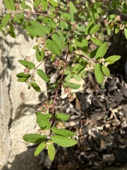 Euphorbia hypericifolia