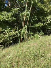 Schizachyrium scoparium