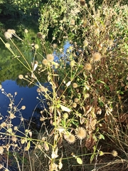 Dipsacus strigosus