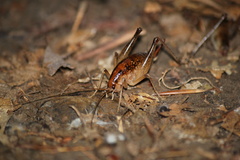Ceuthophilus maculatus