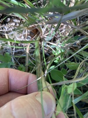 Schizachyrium scoparium