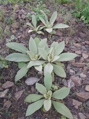 Verbascum thapsus