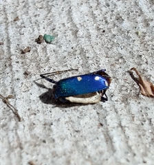 Cicindela sexguttata