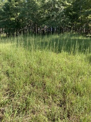 Schizachyrium scoparium