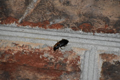 Harpalus