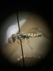 Philanthus