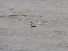 Podiceps major