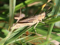 Chorthippus dorsatus
