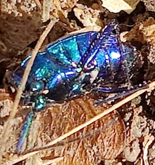 Cicindela sexguttata